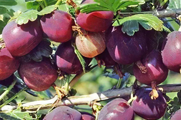 Types of gooseberries