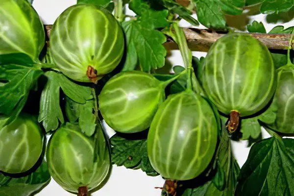 Types of gooseberries