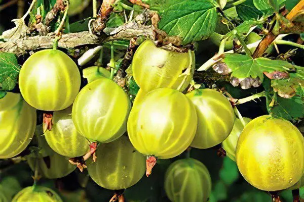 Types of gooseberries