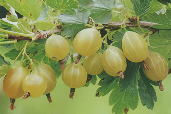 Types of gooseberries