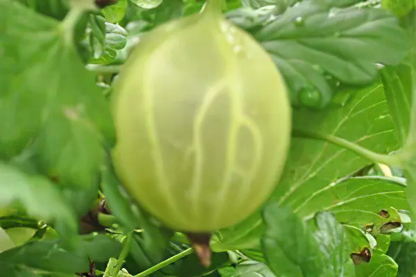 Types of gooseberries