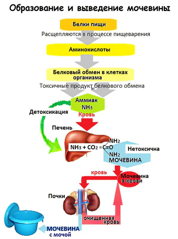 Urea in the blood is increased: what is the norm? Causes and Treatments