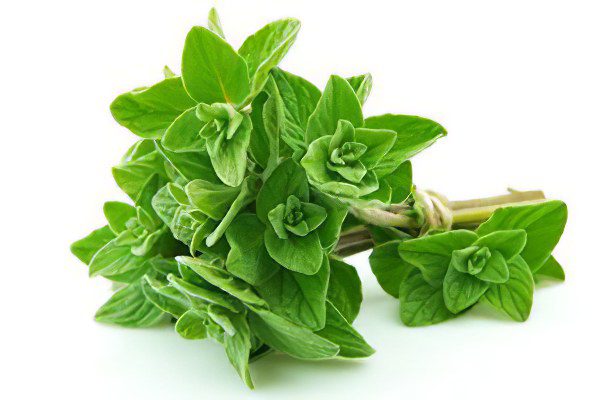 Useful and medicinal properties of oregano