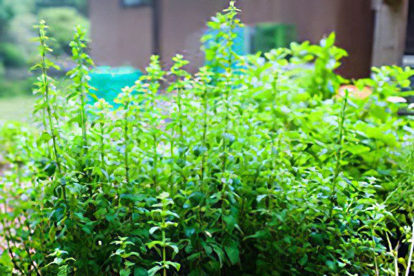 Useful and medicinal properties of oregano