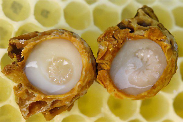 Useful and medicinal properties of royal jelly, application