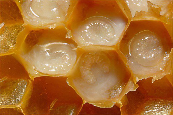 Useful and medicinal properties of royal jelly, application