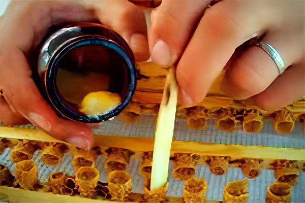 Useful and medicinal properties of royal jelly, application