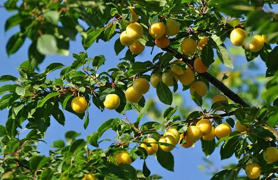 Useful properties and harm of cherry plum