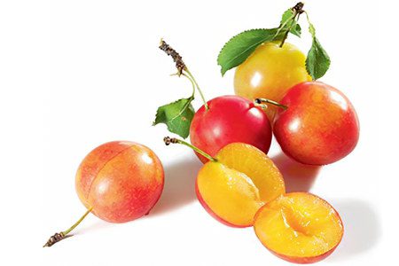 Useful properties and harm of cherry plum