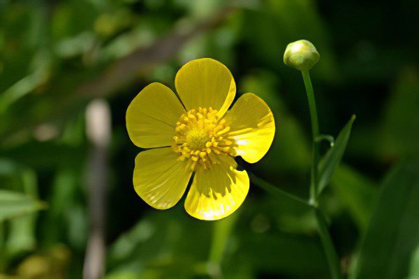 Useful properties and use of buttercup