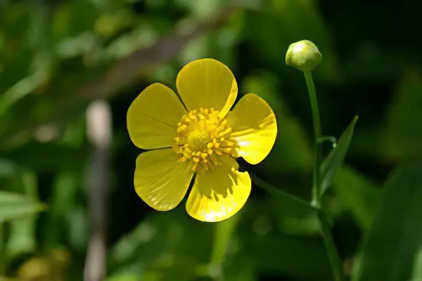 Useful properties and use of buttercup