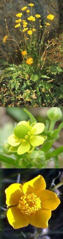 Useful properties and use of buttercup