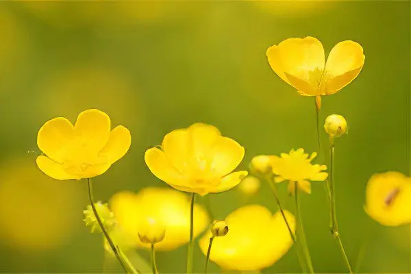 Useful properties and use of buttercup