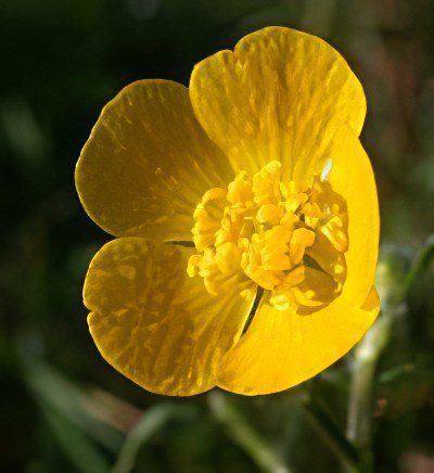 Useful properties and use of buttercup