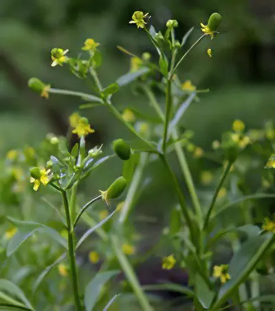 Useful properties and use of buttercup