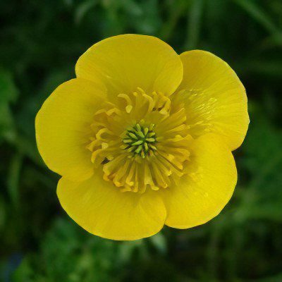 Useful properties and use of buttercup