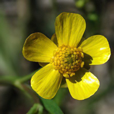 Useful properties and use of buttercup