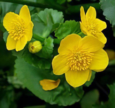 Useful properties and use of buttercup