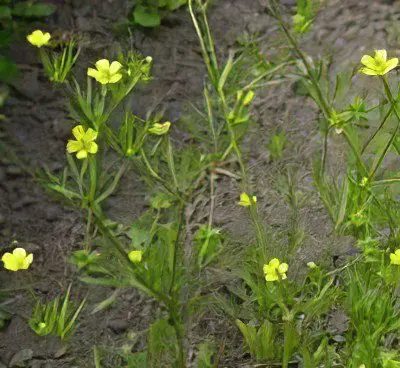 Useful properties and use of buttercup