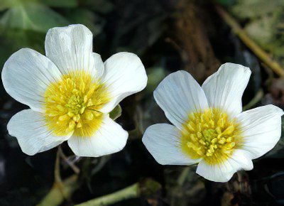 Useful properties and use of buttercup