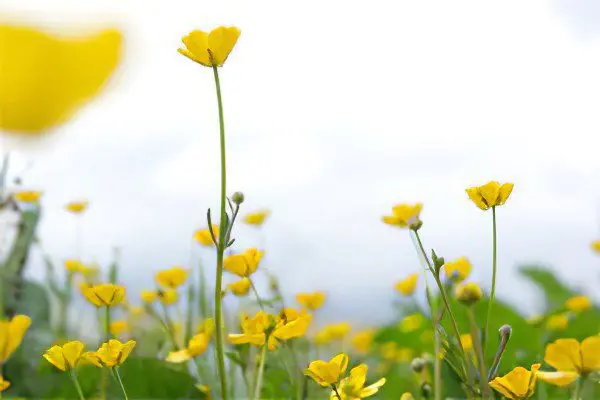 Useful properties and use of buttercup