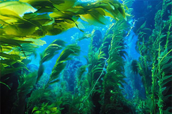 Useful properties of kelp