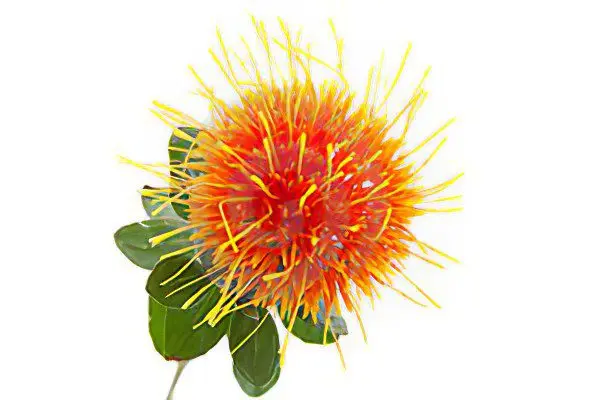 Useful properties of safflower honey, oil and tea