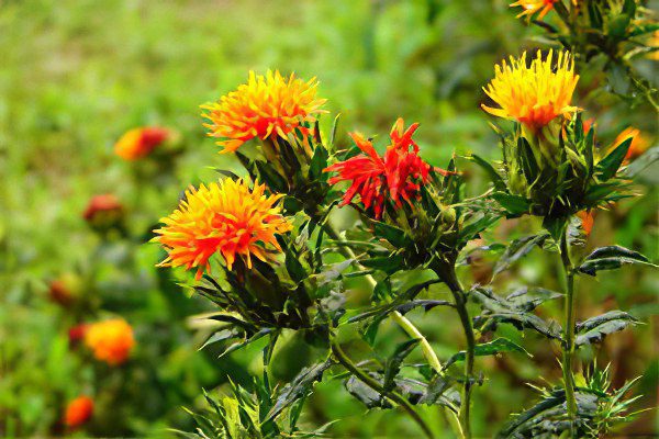 Useful properties of safflower honey, oil and tea