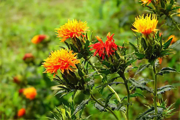 Useful properties of safflower honey, oil and tea