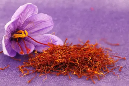 Useful properties of saffron and its contraindications