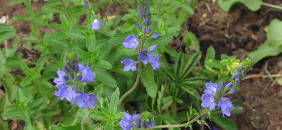 Veronica officinalis