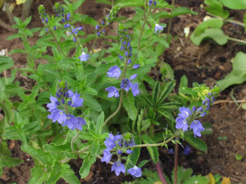 Veronica officinalis