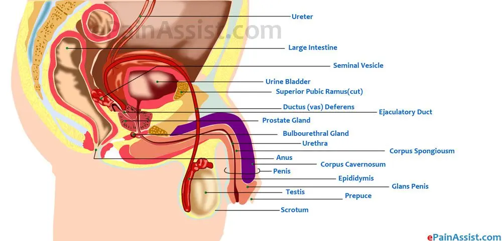 Vesiculitis — symptoms and treatment of vesiculitis