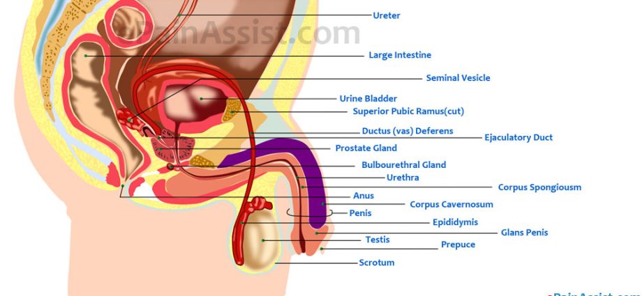 Vesiculitis &#8211; symptoms and treatment of vesiculitis