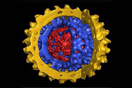 Viral hepatitis E