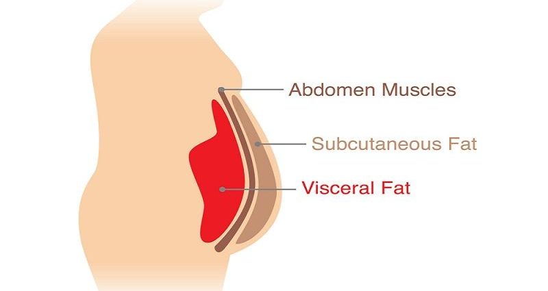 Visceral fat: what is it, what risks does it pose and why get rid of it?