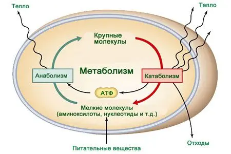 Vitamin A: why do we need it? What does a deficit lead to? + TOP products