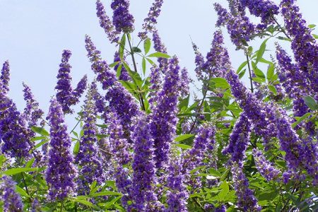 Vitex sacred: useful properties for women, contraindications