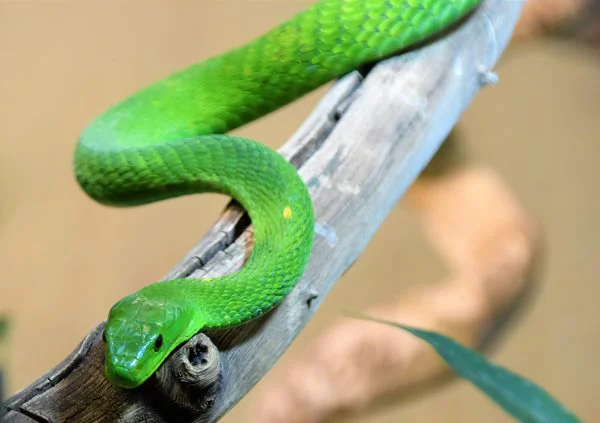Dreams About Snakes: What Do They Mean?
