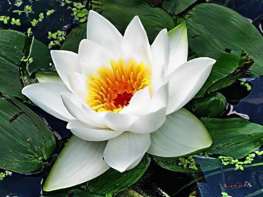 Water lily