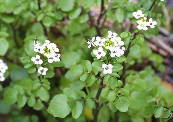 Watercress officinalis