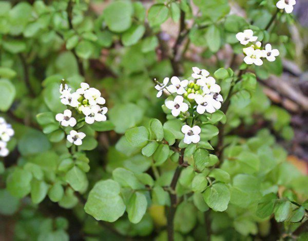 Watercress officinalis