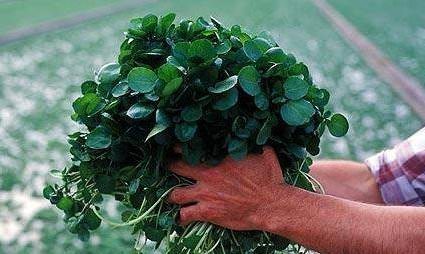 Watercress officinalis