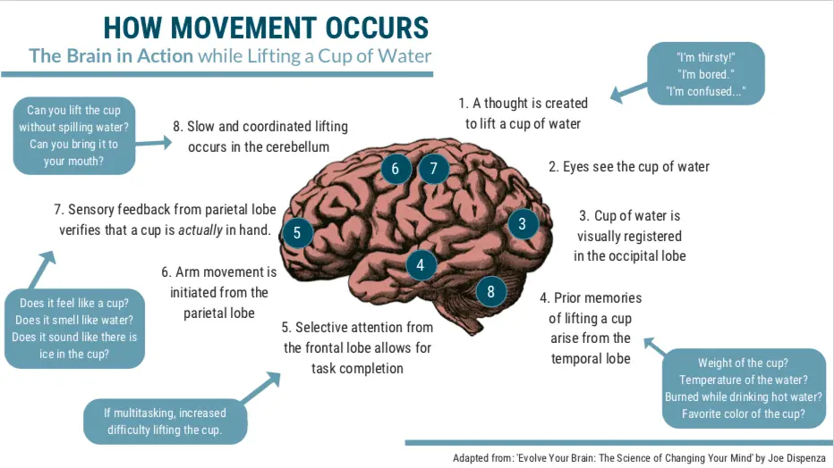 What is muscle memory and how does it work?