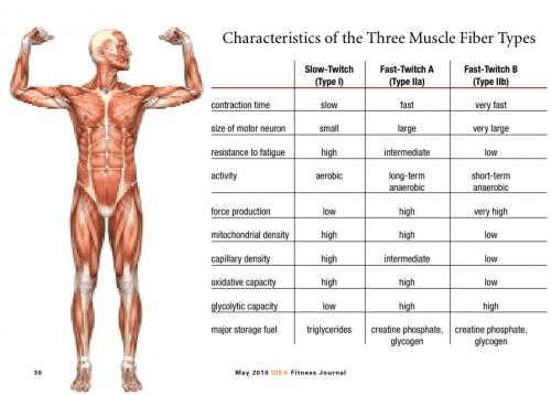 What types of muscle fibers do humans have and what are they responsible for?