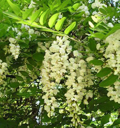 White acacia