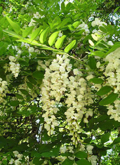 White acacia