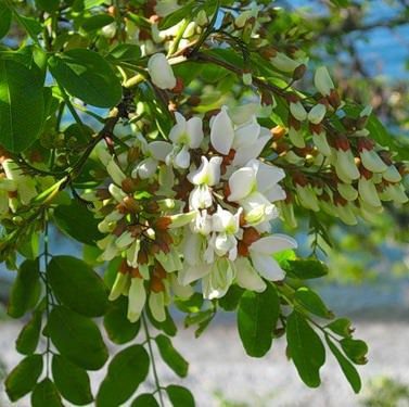 White acacia