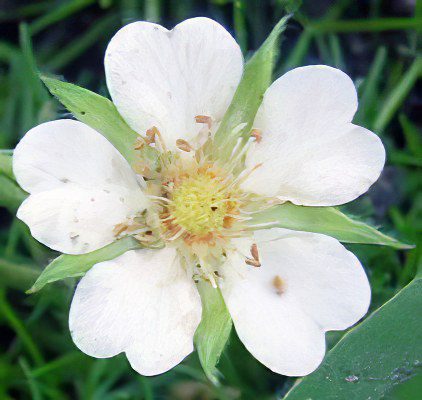 White bloodroot