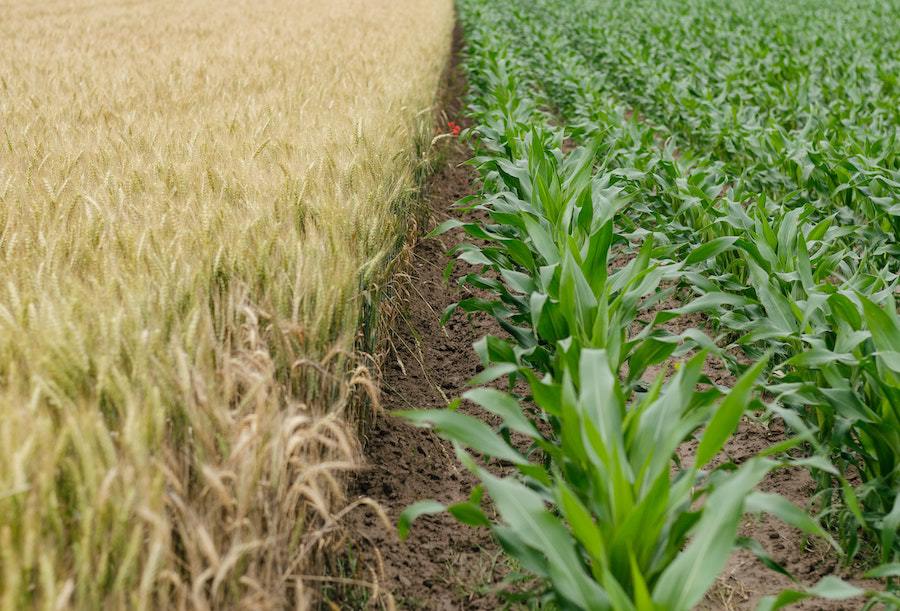 Why Biodegradable Bags Are Accelerating the Pollution Process of the Planet